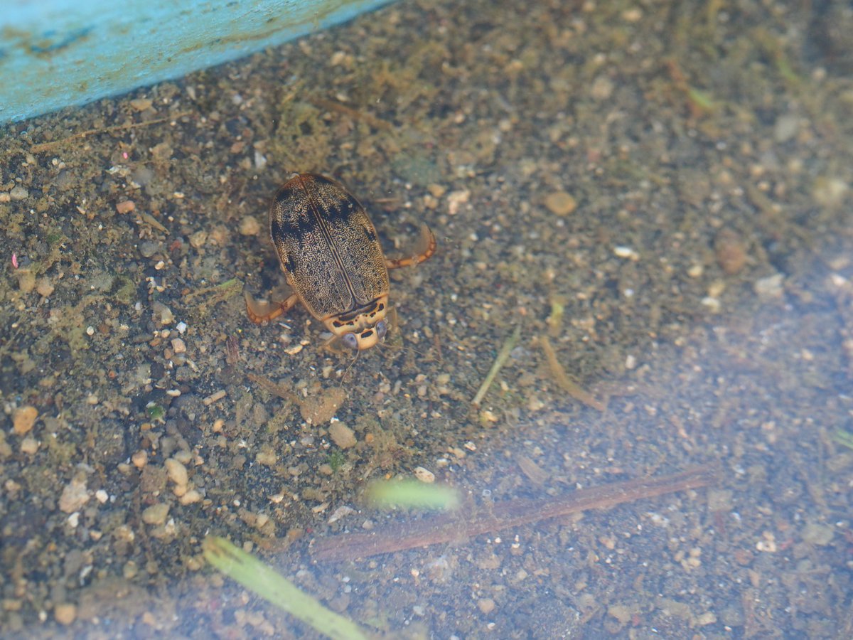雨続きで子供の砂場がハイイロゲンゴロウのプールと化していた