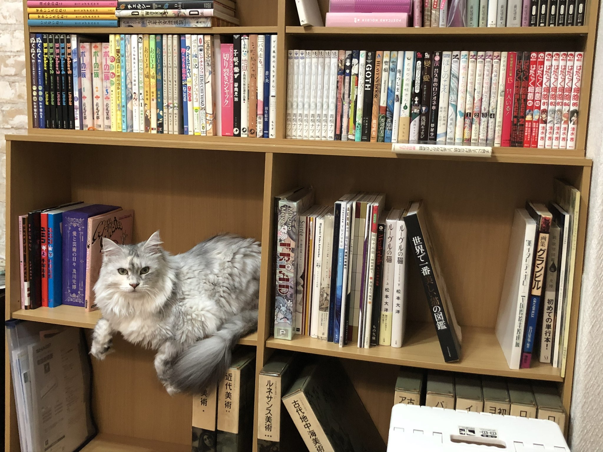 寄り添う猫2匹　木製ブックエンド ネコのブックエンド －寄り添う- 【選べる素材】 25-027 | 奈良