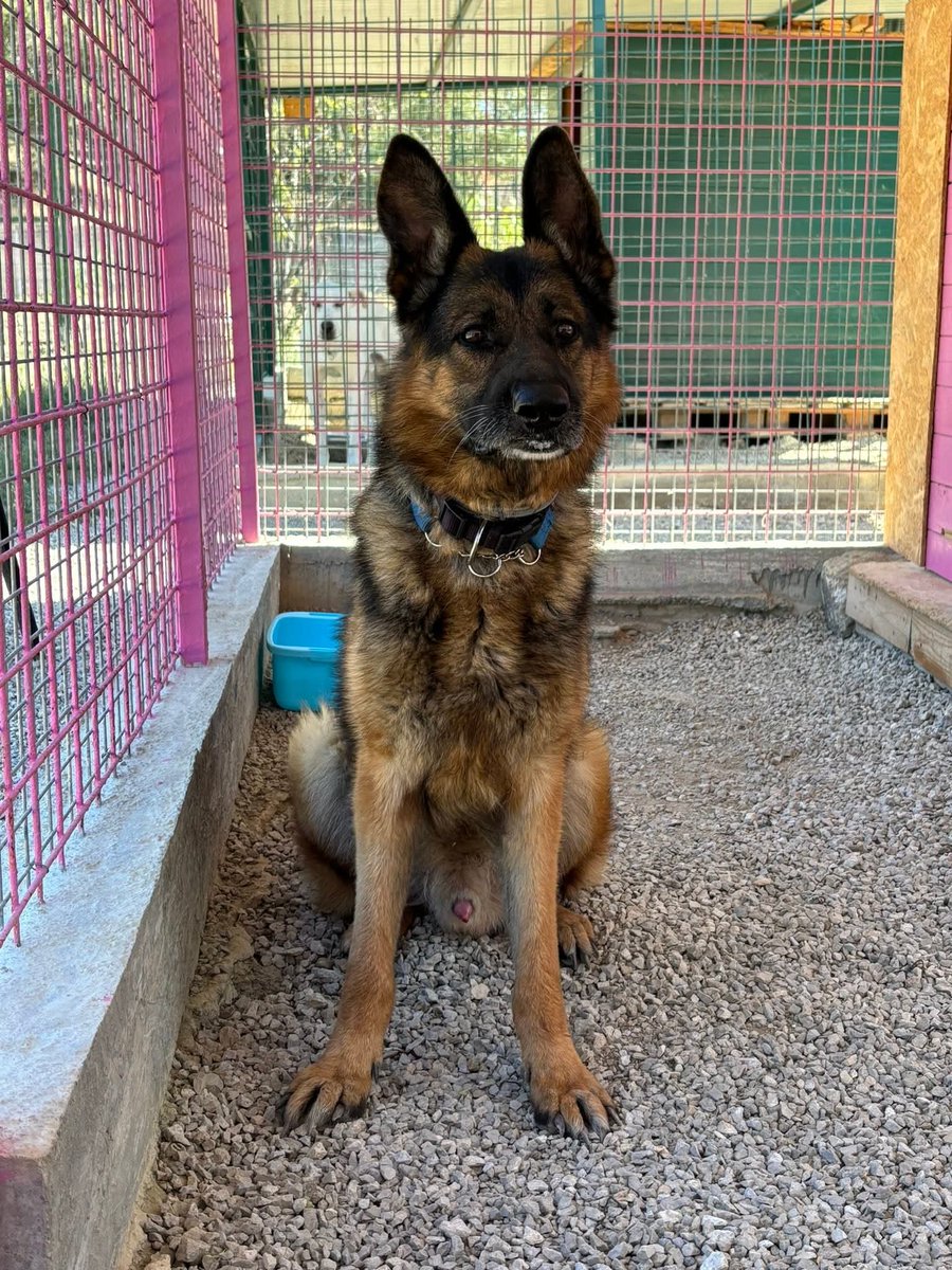 Serena01403585's tweet photo. LOKY💔 COSÌ BRUTTO DA NON ESSERE CONDIVISO..5 anni, si affida castrato, vaccinato, con esami e microchip. Abbandonato in un terreno senza cibo adesso patisce in un box.
Compatibile con gatti e cani buoni.
Da Palermo è adottabile al centro nord Italia.
Info 3891260427 https://t.co/0YGXrF0QMj
