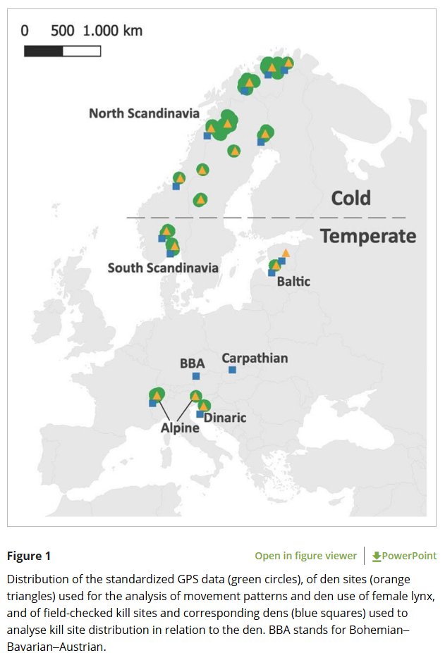 A new #EUROLYNX paper out on variability in the movement and foraging behaviour of female Eurasian #lynx during the denning season across Europe! 🐱

🐾Movement metrics and kill-to-den distances were evaluated using GPS data from two climatic regions:
doi.org/10.1002/oik.11…