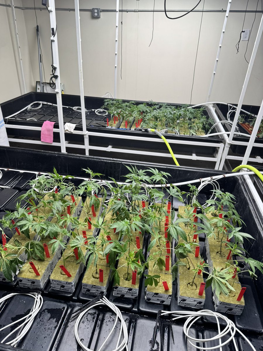 Yellowthumb213's tweet image. BoZo testing is now live. I haven’t looked forward to a pheno hunt in quite some time cuz I hate doing this shit. But this one has my attention. #boloruntz x #zoap let’s go bitches!
