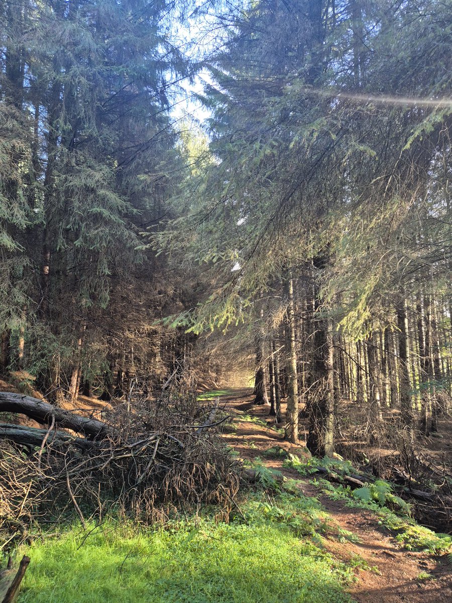 Vitalstatistix1's tweet image. North Yorkshire trees
Aim to please!