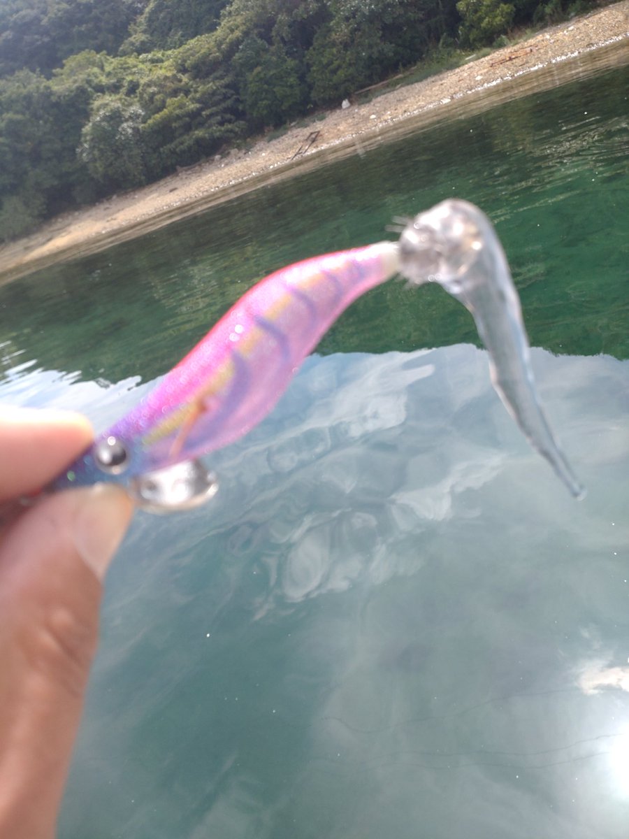 イカです⭐︎ イカの部品では有りません - Search / X