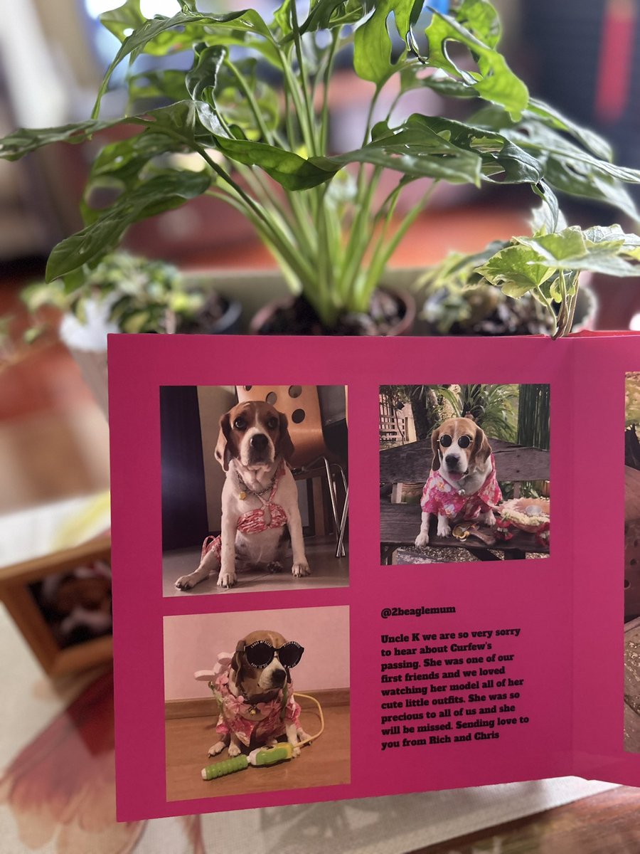 CurfewBeagle's tweet photo. In memory of Angel Curfew ๐
From
โ๐พ๐ช๐ง๐๐๐ฌ ๐ข๐๐ข๐ค๐ง๐๐๐ก ๐๐ค๐ค๐ โ
#BeagleBugClub ๐
#TwitterPack ๐ถ
Page 53
@2beaglemum
๐บ๐ธ๐ฅนโฅ๏ธ๐ https://t.co/eCVGv2WGrm