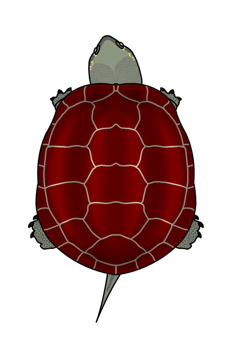 yu_usui_1358's tweet photo. 巨頭クサガメを描いた。

①雌（紺）
②雌（赤）
③雌（茶）
④雄（黒）

このカラバリでカプセルトイ化してぇなぁ。 https://t.co/S2vBnfCjba