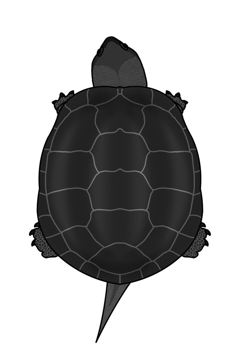 yu_usui_1358's tweet photo. 巨頭クサガメを描いた。

①雌（紺）
②雌（赤）
③雌（茶）
④雄（黒）

このカラバリでカプセルトイ化してぇなぁ。 https://t.co/S2vBnfCjba