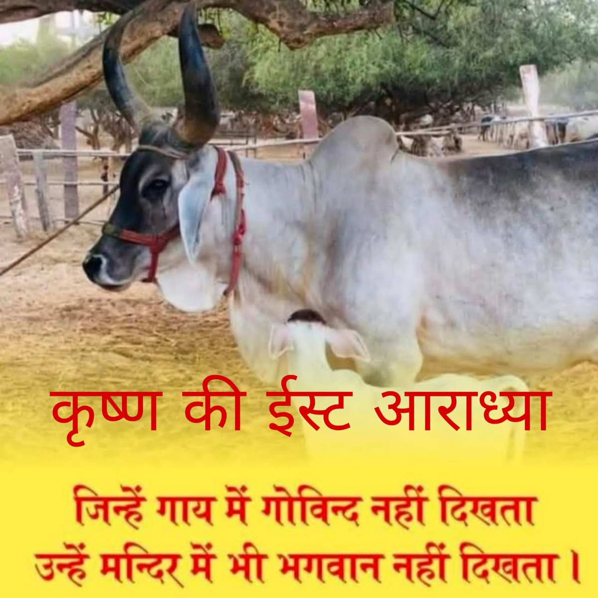 lodhi_jagd59956's tweet image. समस्त देशवासियों को भक्ति का पर्व 
नवरात्रि की ढेर सारी शुभकामनाएं 
ईश्वर से प्रार्थना करते हैं की समस्त प्राणियों को 
प्रेरणा दे गौ माता की रक्षा हेतु आगे आए 
भगवान कृष्ण की आराध्य गौ माता की स्थिति 
दयनीय है सबको मिलकर गौ माता को राष्ट्र माता 
बनाने हेतु मोहन सरकार से मांग