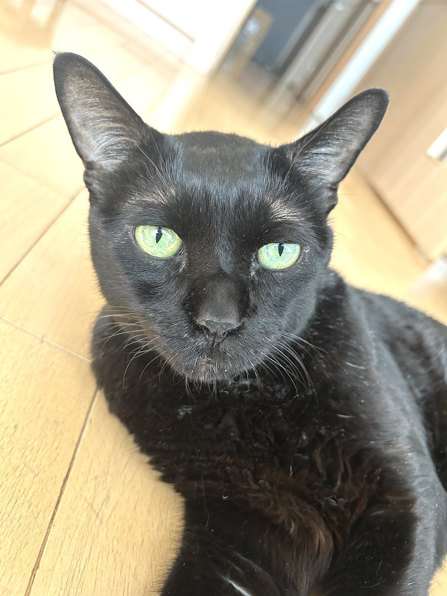 黒猫みんと 尾道市立美術館 on X: 