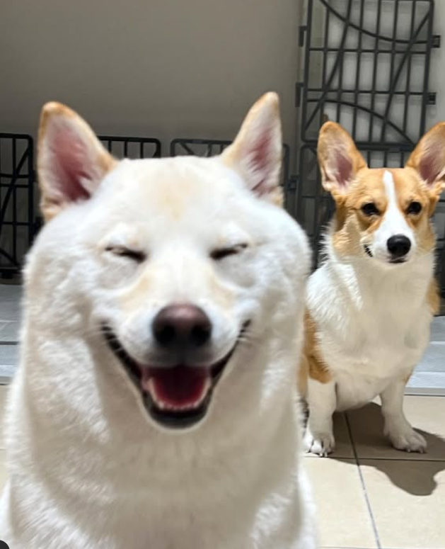 以前は一人で寂しい思いをしていましたが、今は犬がいて幸せです。