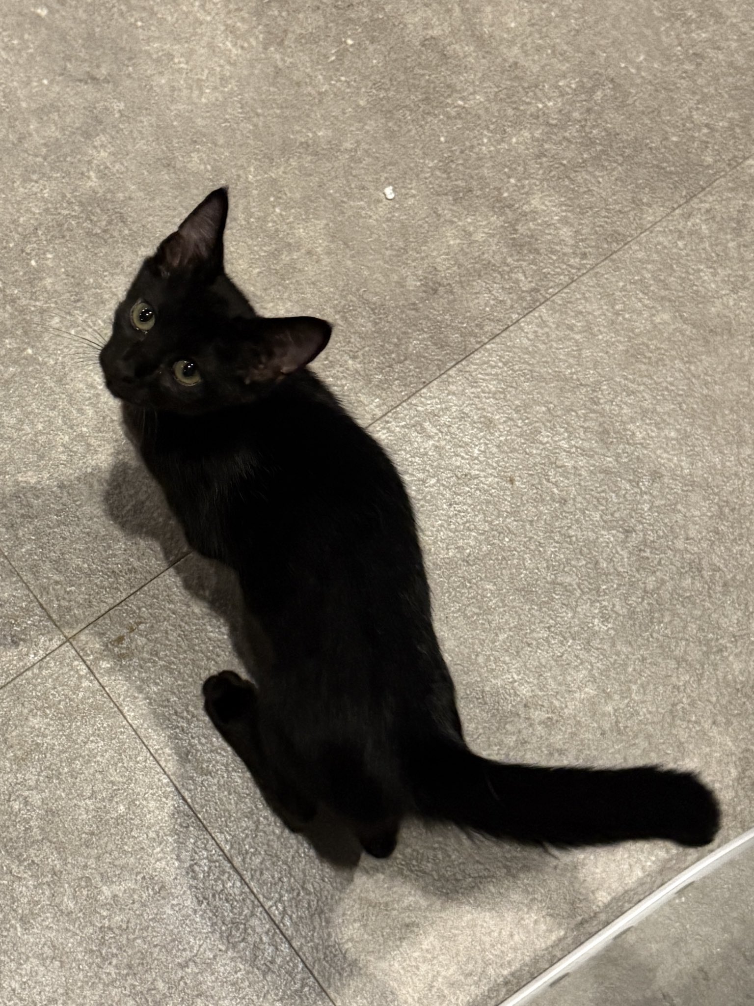 マメ K 病障害猫預かりボランティア on X: 