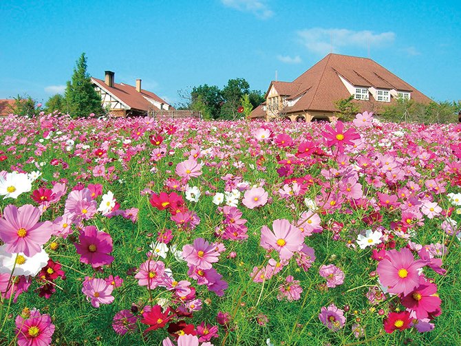 jalannet's tweet image. #関西 #秋の花絶景
コスモスや彼岸花など、秋ならではの花が楽しめる関西の花絶景スポット！お散歩にもぴったりですよ☺️✨

❤和泉リサイクル環境公園【大阪府・和泉市】
コキアとコスモスのコラボレーションが楽しめる。
［コキアの見頃］9月下旬～10月下旬　［本数］約1000本…