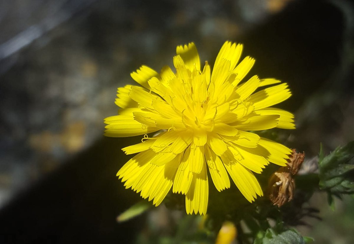 Groc de llibertat, de dignitat, de seguir persistint. Gràcies! <a href="/aviesiavisLL/">Àvies i Avis Mont-roig del C.🎗️x la Llibertat</a> <a href="/avisiaviesreus/">Avis i Àvies de Reus x Llibertat 🎗</a> <a href="/AvisxRepublica/">Avis i Àvies per la República</a> <a href="/Aviesiavisvic21/">Àvies I Avis de la Plaça de Vic</a> <a href="/TacaDOliAvis/">Taca d'Oli</a> <a href="/anclacanonja/">ANC La Canonja</a> <a href="/CanonjaX/">La Canonja x la Llibertat</a> <a href="/Iaies_osTortosa/">Iaies&Iaios per la Llibertat</a> <a href="/v_rovira/">vrovira50</a> <a href="/david_miret/">David Miret</a> <a href="/MeridianaResis1/">MeridianaResisteix</a> <a href="/JDDCAT/">JDD</a> <a href="/musicspenedes/">Músics per la Llibertat Alt Penedès</a> <a href="/CorPaeria/">Cor Plaça Paeria</a> <a href="/JaumeAeRos/">Jaume Añe Ros</a> #free