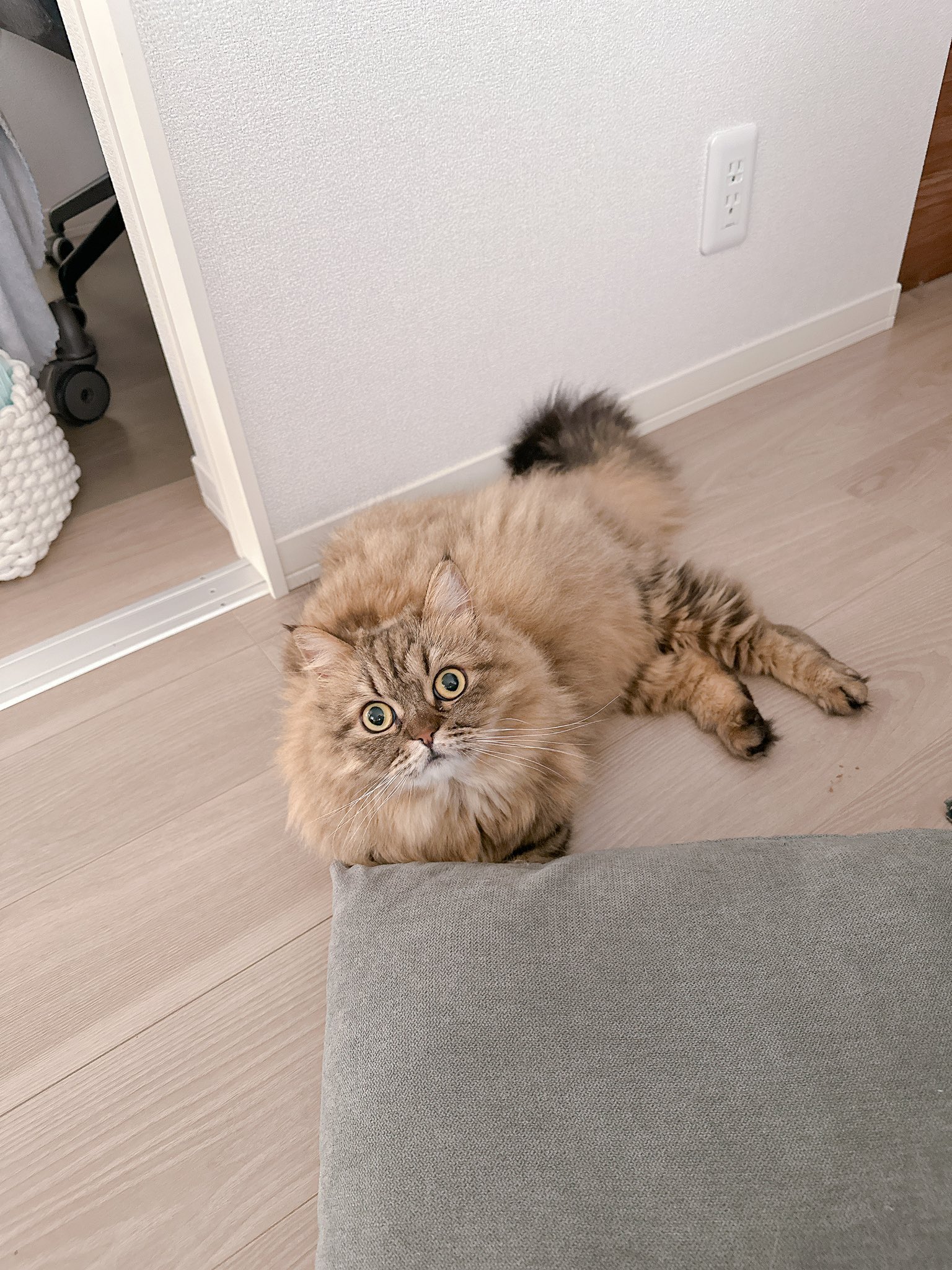 はち。様 アンバーフラワーカルサイト猫ちゃん♡No.1480 はち。様 アンバーフラワーカルサイト猫ちゃん♡No.1480 RELEASE