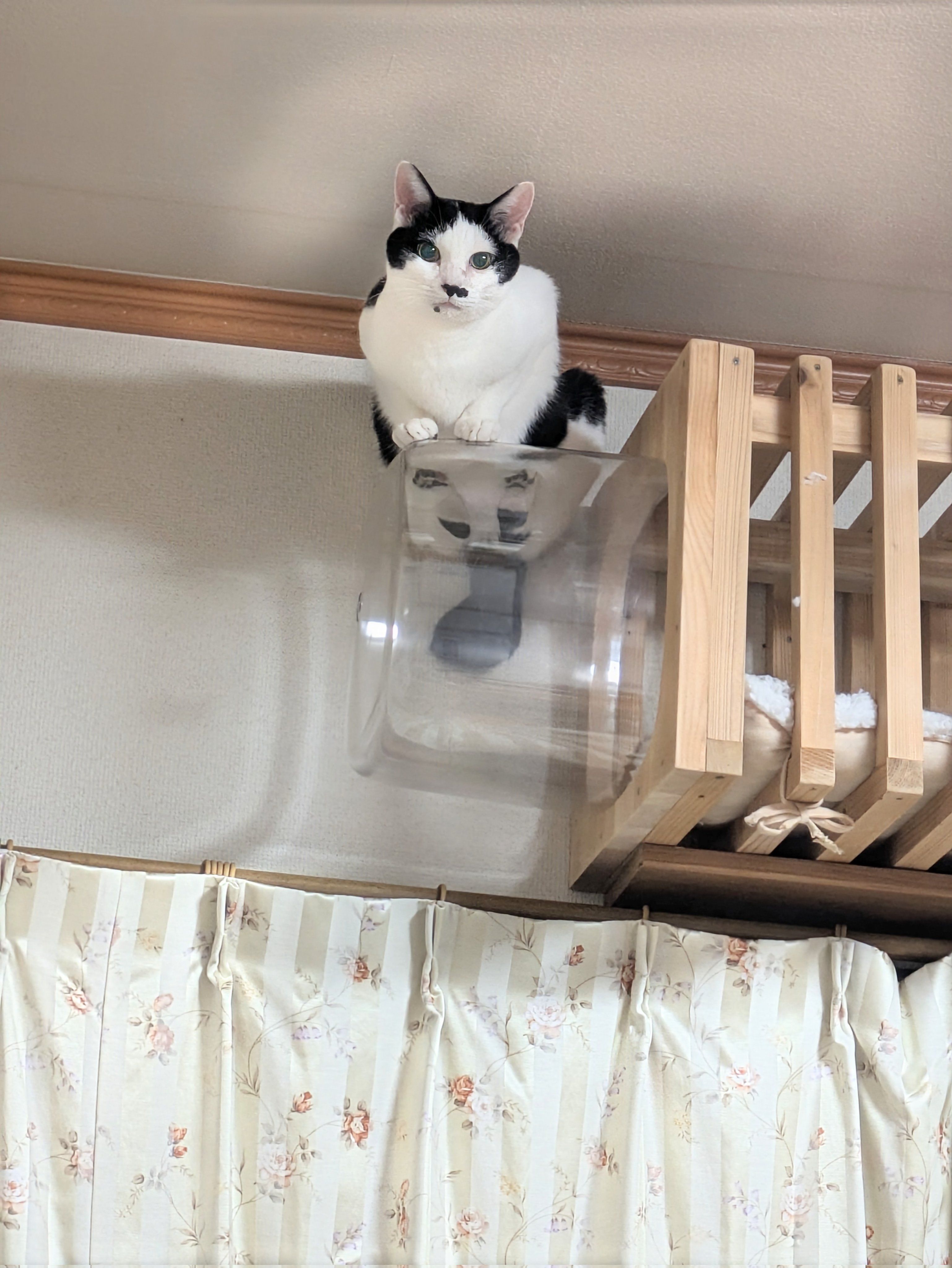 とよです。他の方は購入をお控え下さい IMG_0504.jpeg