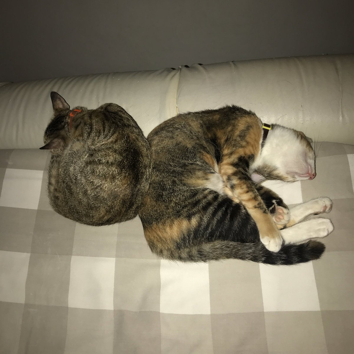 besok dua bocil ini mau disteril! setelah nego dari 350k/kucing betina jadi 500k dua kucing🥰