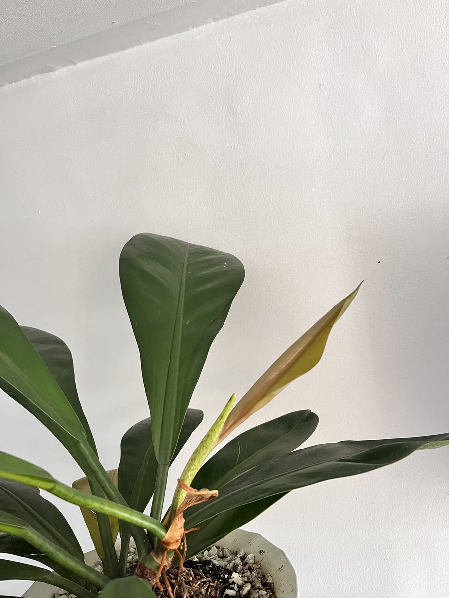 mcruinisacar's tweet photo. Pabuka na sya!!! 

#Philodendron https://t.co/LzmFTtXb4r