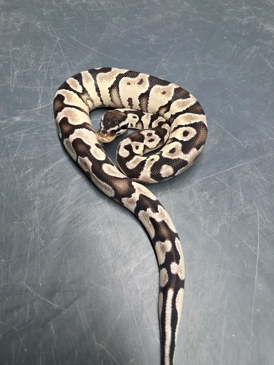 KaoticMorphz's tweet image. PASTEL ENCHI VPI AXANTHIC 🐍

#MORPHMARKET
#KAOTICMORPHZ
#BABYBALLPYTHON