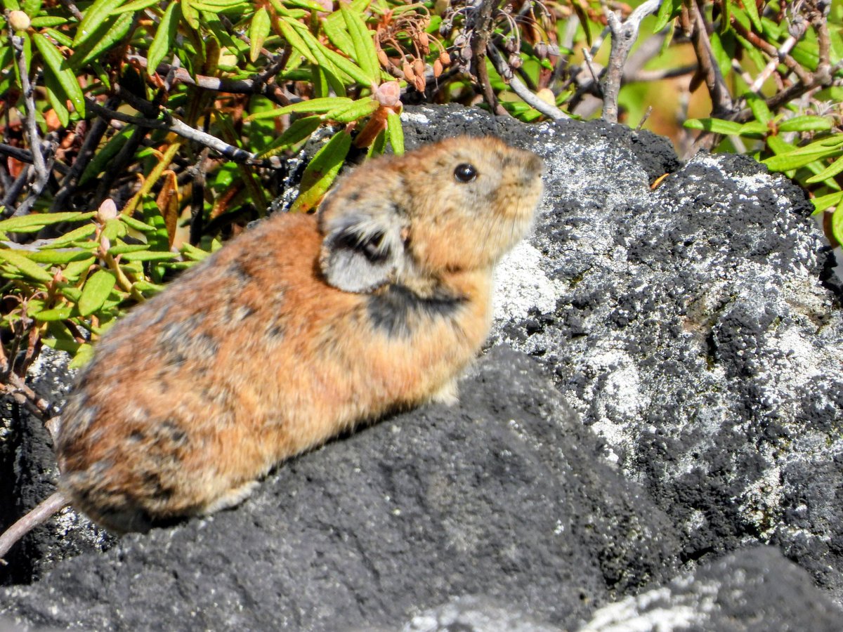 今日はナキウサギさんにも会えました！