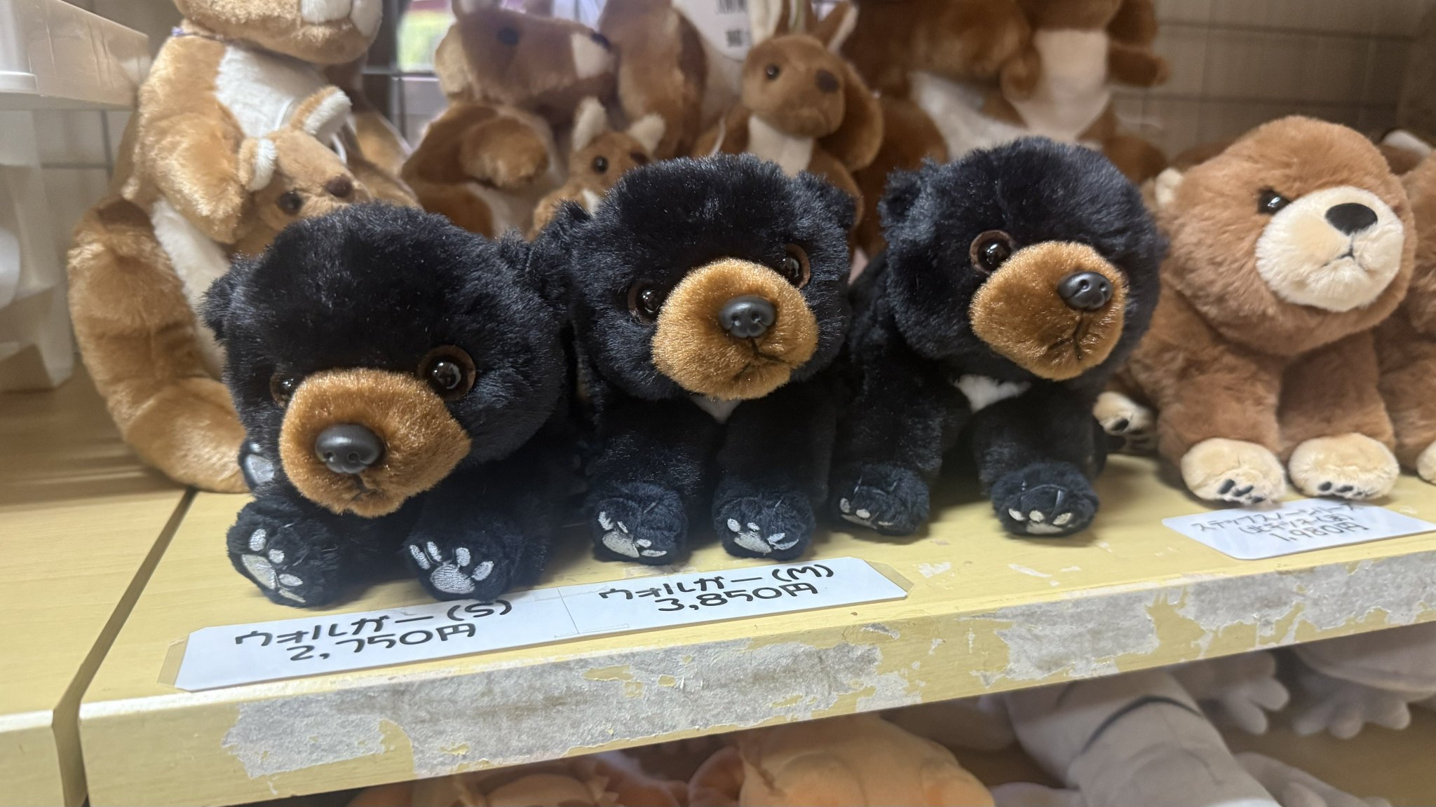 ブルネロを着たクマさん　ぬぐるみ ブルネロを着たクマさん ぬぐるみ ぷにゅくま（ブルー