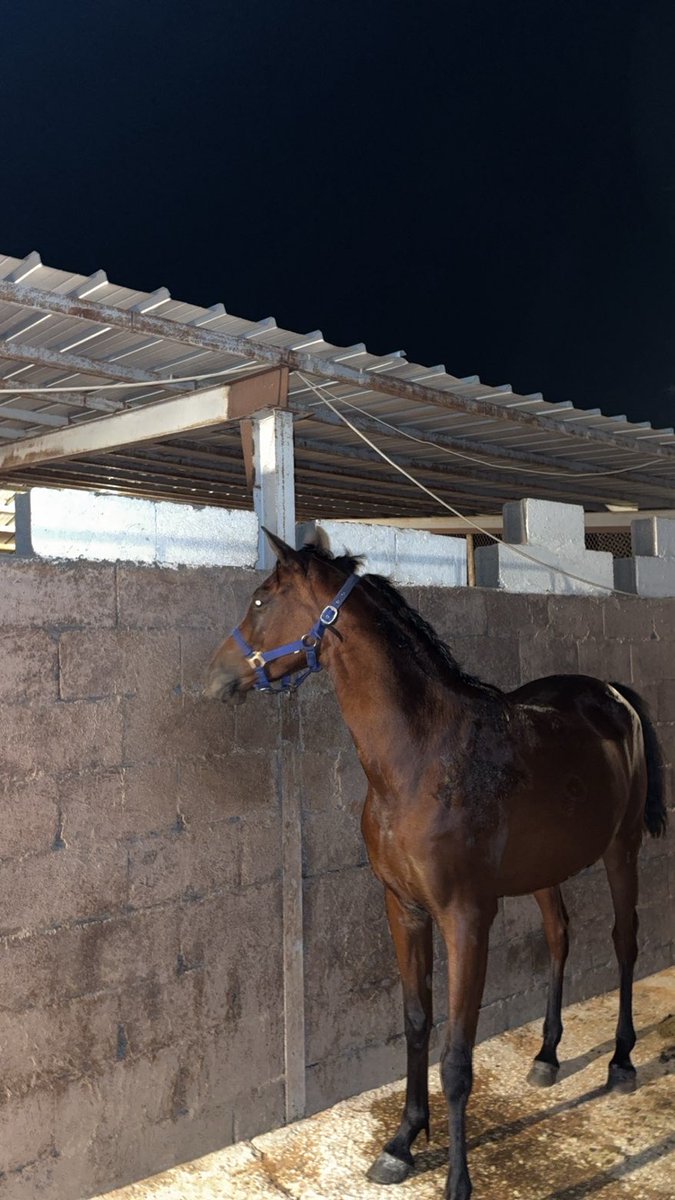 النفس تقبل مثل ما تقبل الخيل
وتصد لو ان النعم مستديمه

شي تخافه من عقوبه وتنكيل
وشي تعافه من كرامه وشيمه🐎💛.