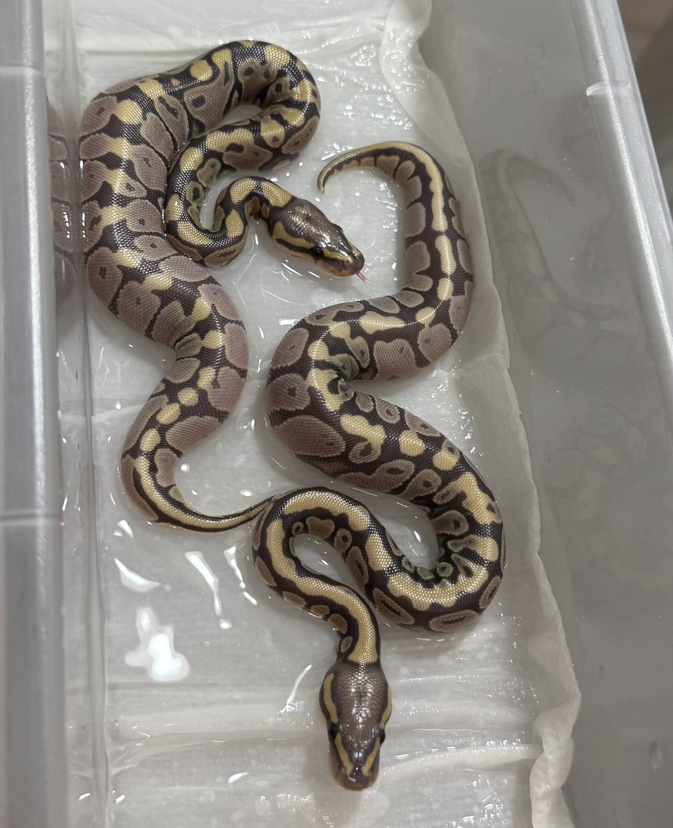 SHN_reptiles's tweet photo. hypo dhet VPI true ghost clown 2.0
(~_~;)メスいませんでした
#ボールパイソン
#SHNCB https://t.co/j7AQTh2WQD