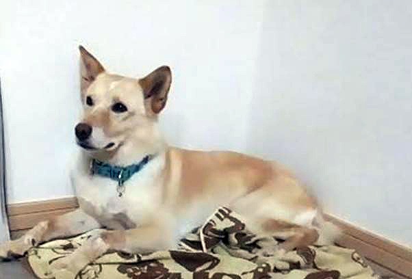 迷い犬探してます！　
★中型で薄い茶色の雑種 
🙏⇒tjournal.co.jp/stray-pet/post… 

　　　　　　　　　　　　　長野県　上田市

#上田市
#長野県
#迷い犬
#雑種