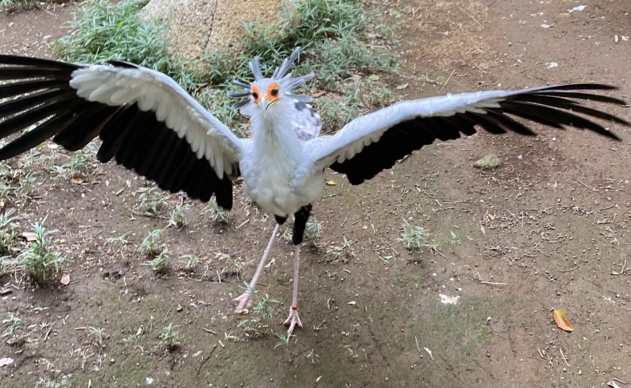 Birdstayさま専用。山採りクロモジとリュウノヒゲ。 Birdstayさま専用。山採りクロモジとリュウノヒゲ。
