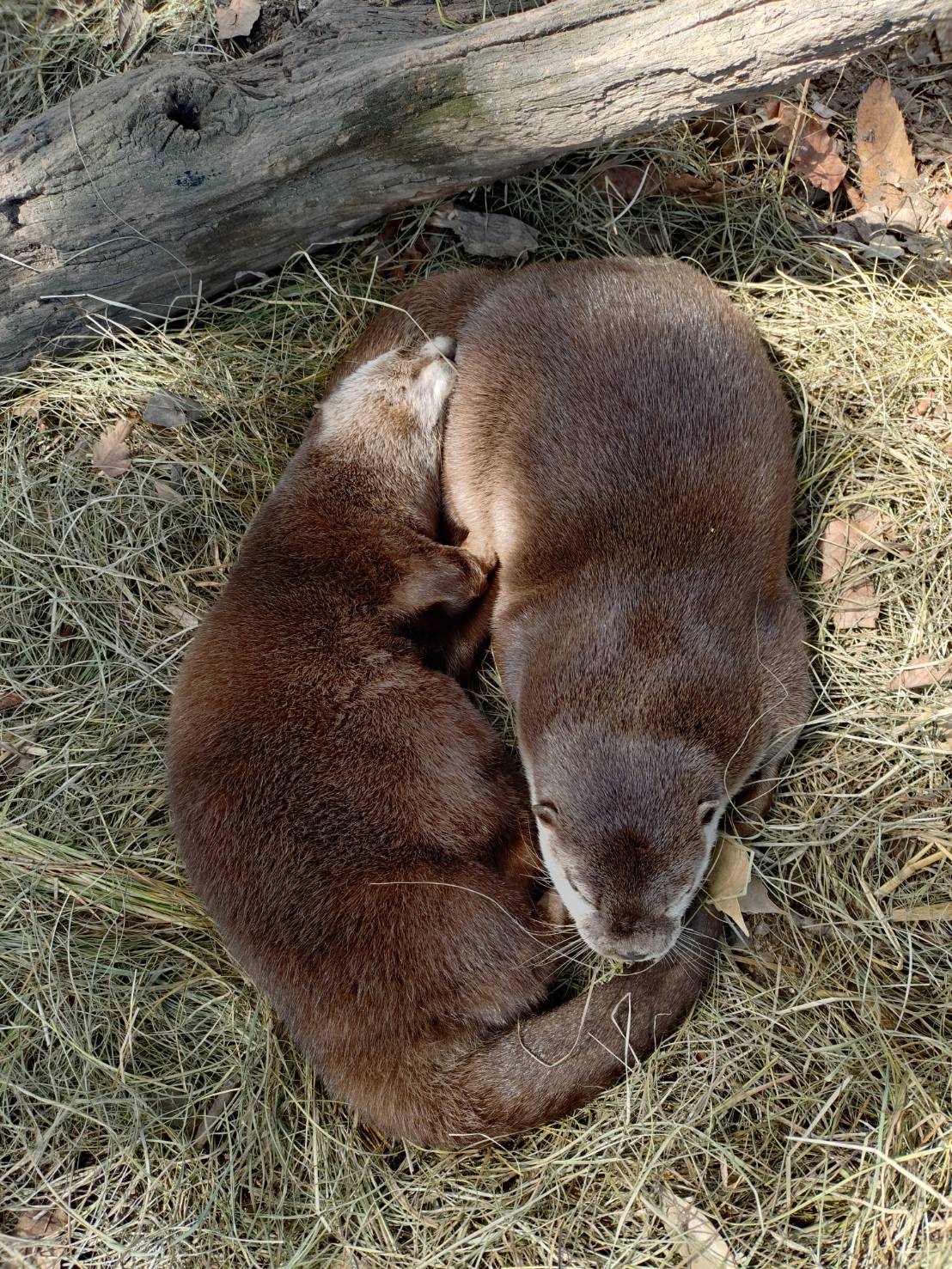 ときわ動物園 ときわ動物園 - ときわ公園|山口県宇部市