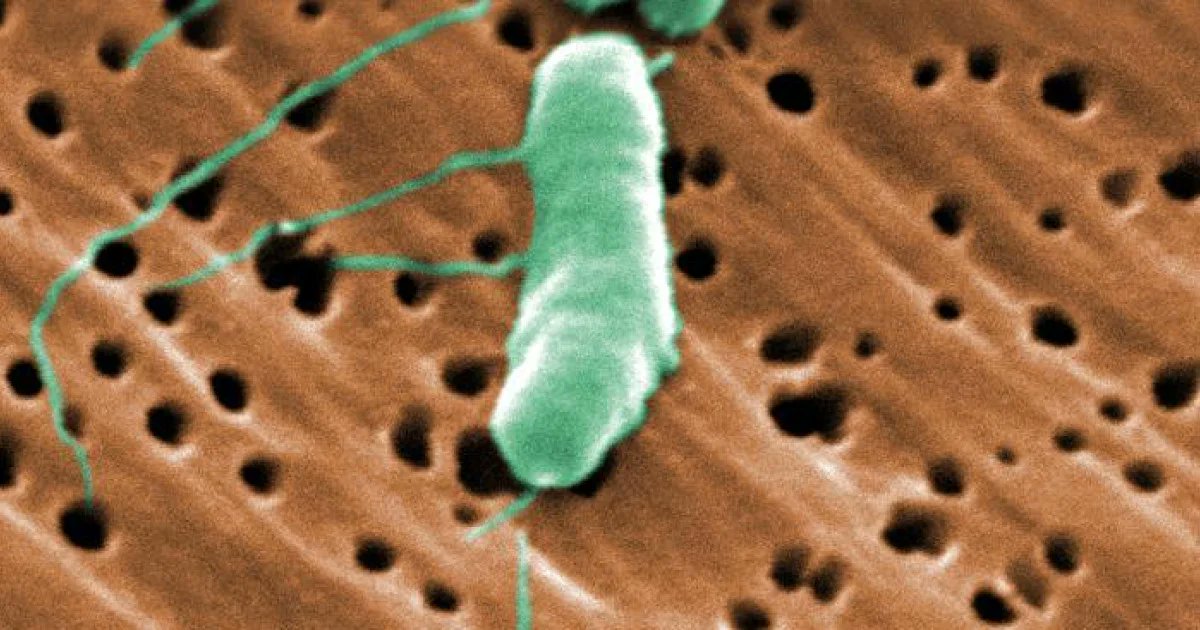 La bacteria carnívora. Un brote de vibriosis causado por la bacteria Vibrio vulnificus ha dejado cinco muertos y 26 hospitalizados en Luisiana, superando cifras anteriores de años recientes. #USA