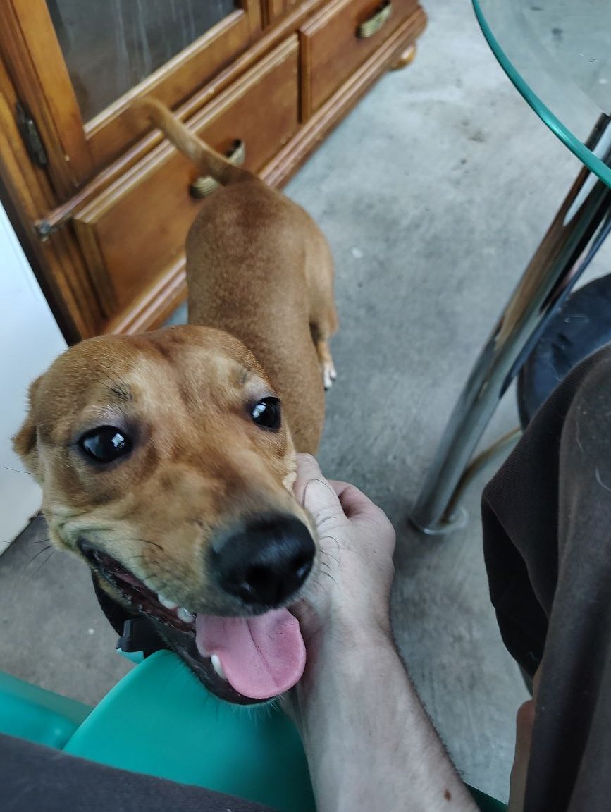 Doggo saying hi as I was just chilling outside