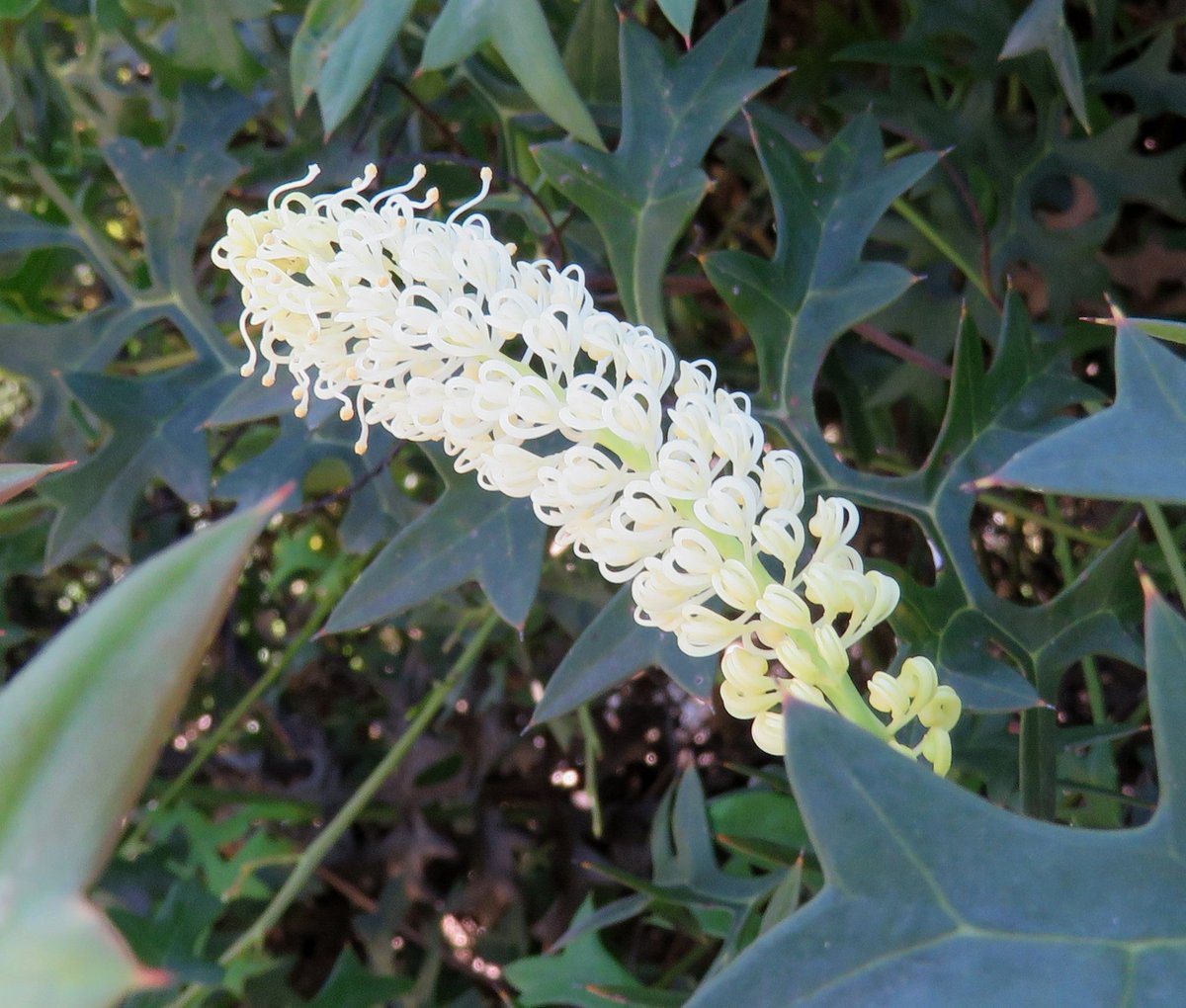StuartWilliams_'s tweet photo. There is work being done on the taxonomy of Grevillea and Hakea. One of the many possible outcomes is the splitting off of several Grevillea species into a new genus Brownia including:
G. synapheae
G. leptobotrys
G. flexuousa
#Brownia #Grevillea #Hakea #Proteaceae #ozplants https://t.co/7PdJh4njKq