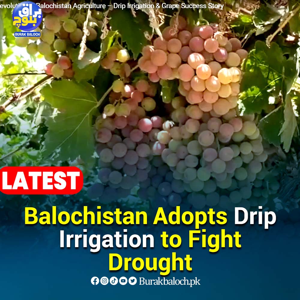 SajjadSovereign's tweet photo. Balochistan adopts drip irrigation to fight drought

Read Here https://t.co/01U96G24EC

#Balochistan https://t.co/09GDUBC3mw