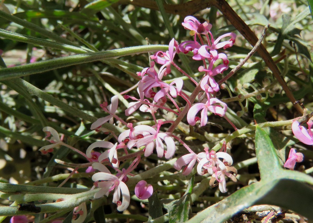 StuartWilliams_'s tweet photo. There is work being done on the taxonomy of Grevillea and Hakea. One of the many possible outcomes is the splitting off of several Grevillea species into a new genus Brownia including:
G. synapheae
G. leptobotrys
G. flexuousa
#Brownia #Grevillea #Hakea #Proteaceae #ozplants https://t.co/7PdJh4njKq