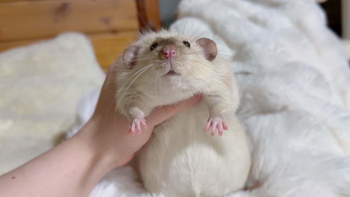 囚われのねずみ🐭