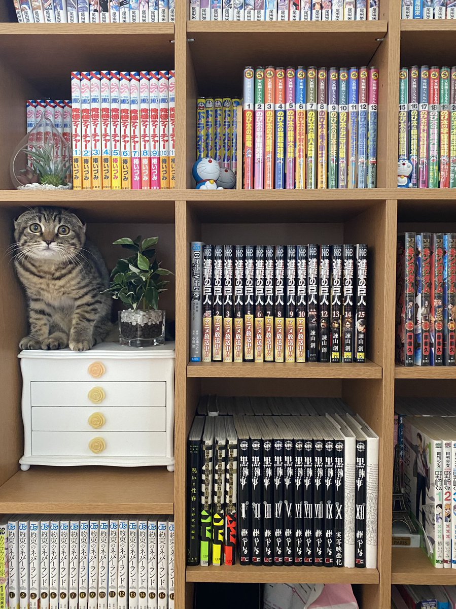 家具の一部にしか見えない猫ちゃんがたくさん見たいです。他はどんなのがあるか気になります