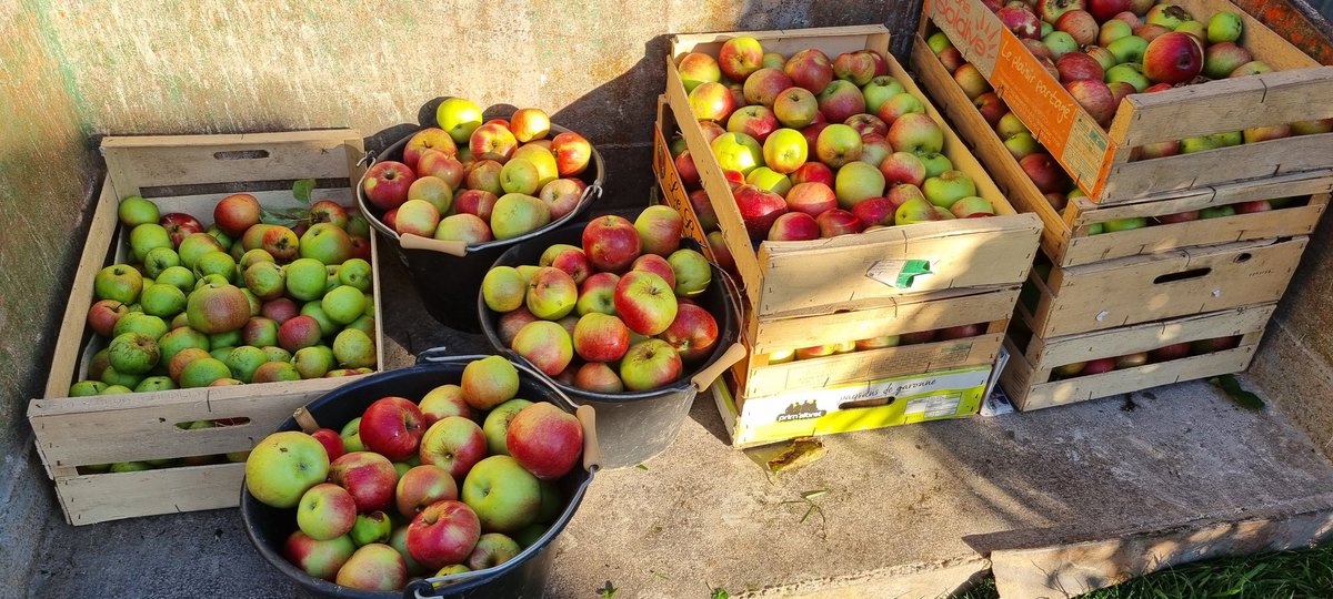 bubu1664's tweet photo. Mon coing
Un coin de jardin
Arbres généreux
Jardin plus difficile l'eau la vrai a manquer rien ne la remplace réellement
Avant la pluie du week-end et la sonnerie de l'automne c'était récolte
#agriculture #FrAgTw #coing #pomme #trombocino https://t.co/VFDZNIKCed