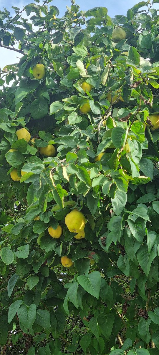 Mon coing 
Un coin de jardin
Arbres généreux 
Jardin plus difficile l'eau la vrai a manquer rien ne la remplace réellement 
Avant la pluie du week-end et la sonnerie de l'automne c'était récolte 
#agriculture #FrAgTw #coing #pomme #trombocino