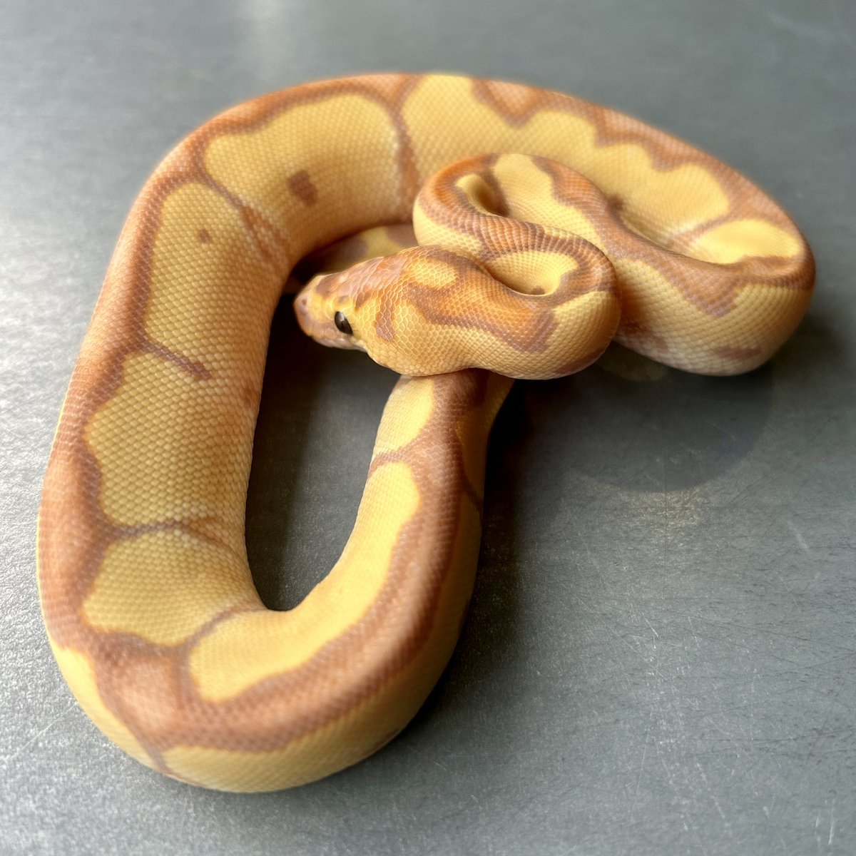 Kayo296's tweet image. パステルが入ってないので、ケチャップ多めのオムレツ君😁👍

#ボールパイソン #ballpython
Banana Enchi Clown♂(MVCB)