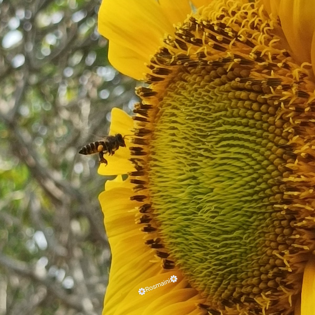 R_o_s_m_a_i_n_i's tweet image. Your arrival
Even without words
I know
You love me
No need prove it
No need to discuss it
I already know
My heart feels you
You think of me
You miss me
I already know
My heart knows it

✍️📸🌼Rosmaini🌼