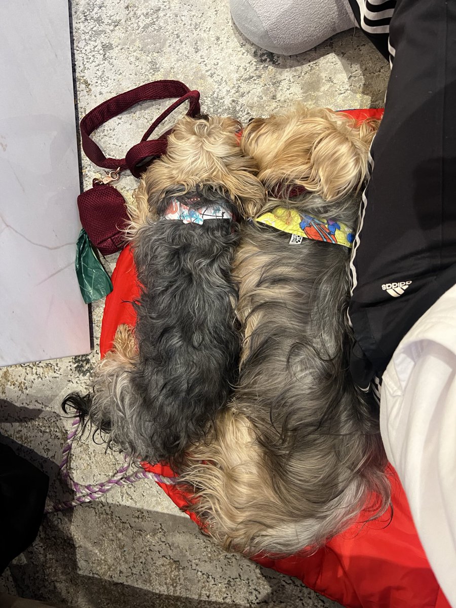 Maf_NdR's tweet photo. Me siento tan orgullosa de mis perritos 🤩 son unos bombones que se portan perfecto, son hermosos, educados, no puedo de orgullo y vengo a votar un poco de eso aquí. Les dejo a mis 2 angelitos hoy en un evento portándose increíble
Obvio llegamos a jugar sin control como premio 😍 https://t.co/IrW9B5MMnn