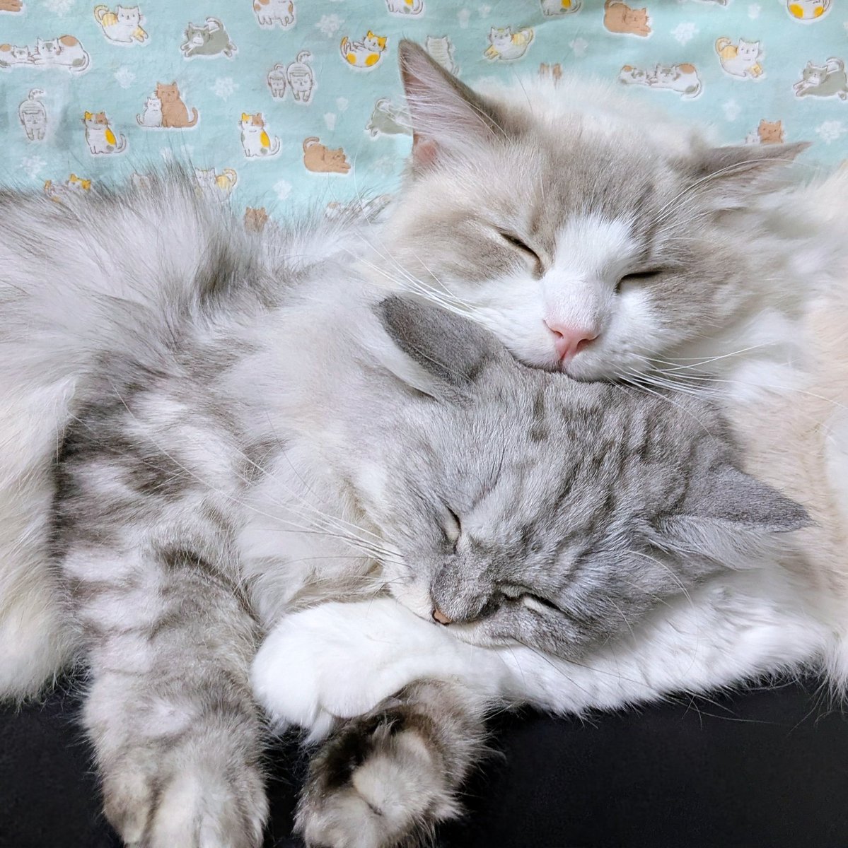 α型 空間を超えて✨玉響 体力限界突破の力❗️ Z@端末 (@zunok2) / X