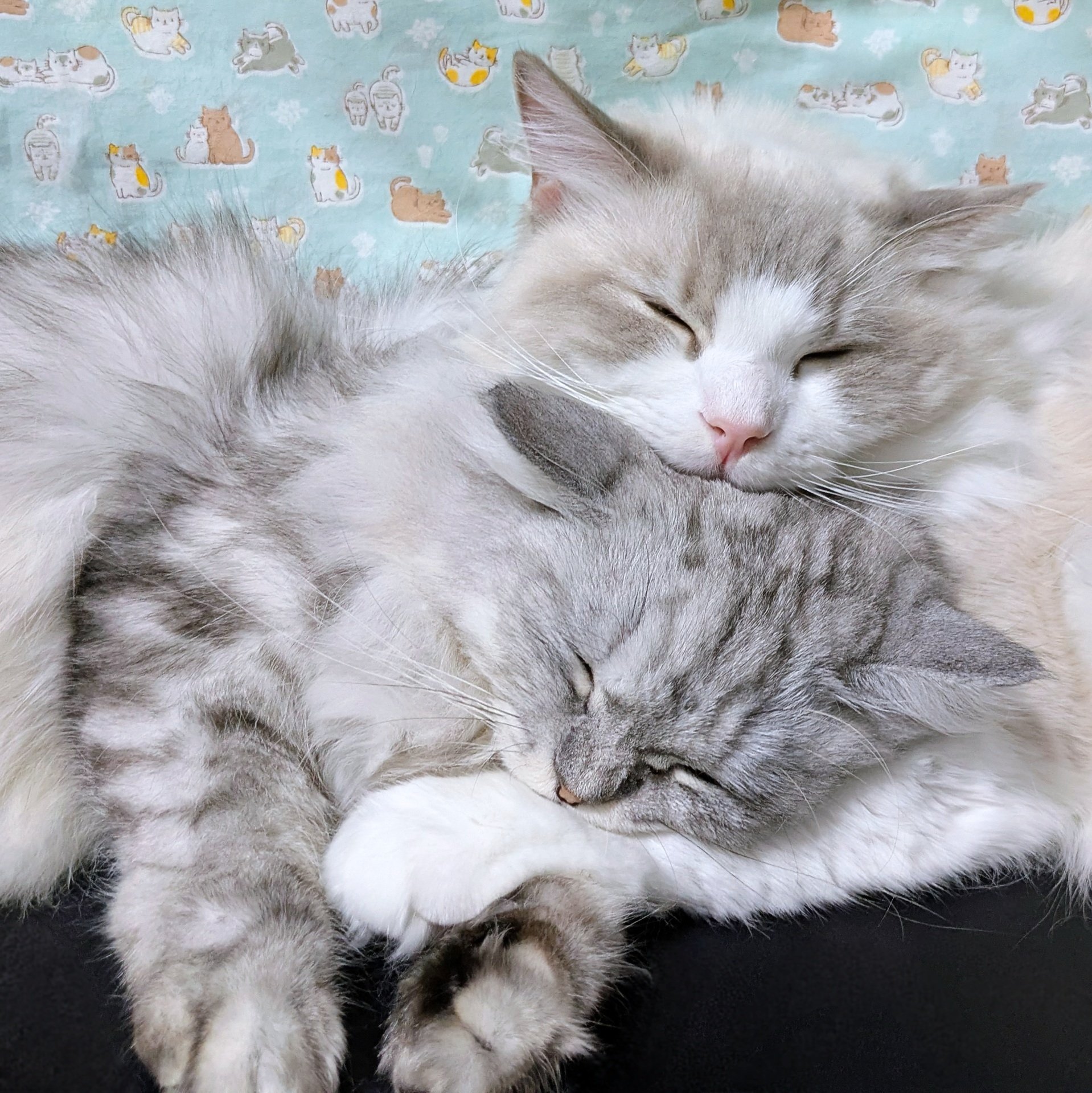 雪国もやしッコ サッポロ 甲乙混和芋焼酎 こくいも 25度 紙パック ( 1800ml