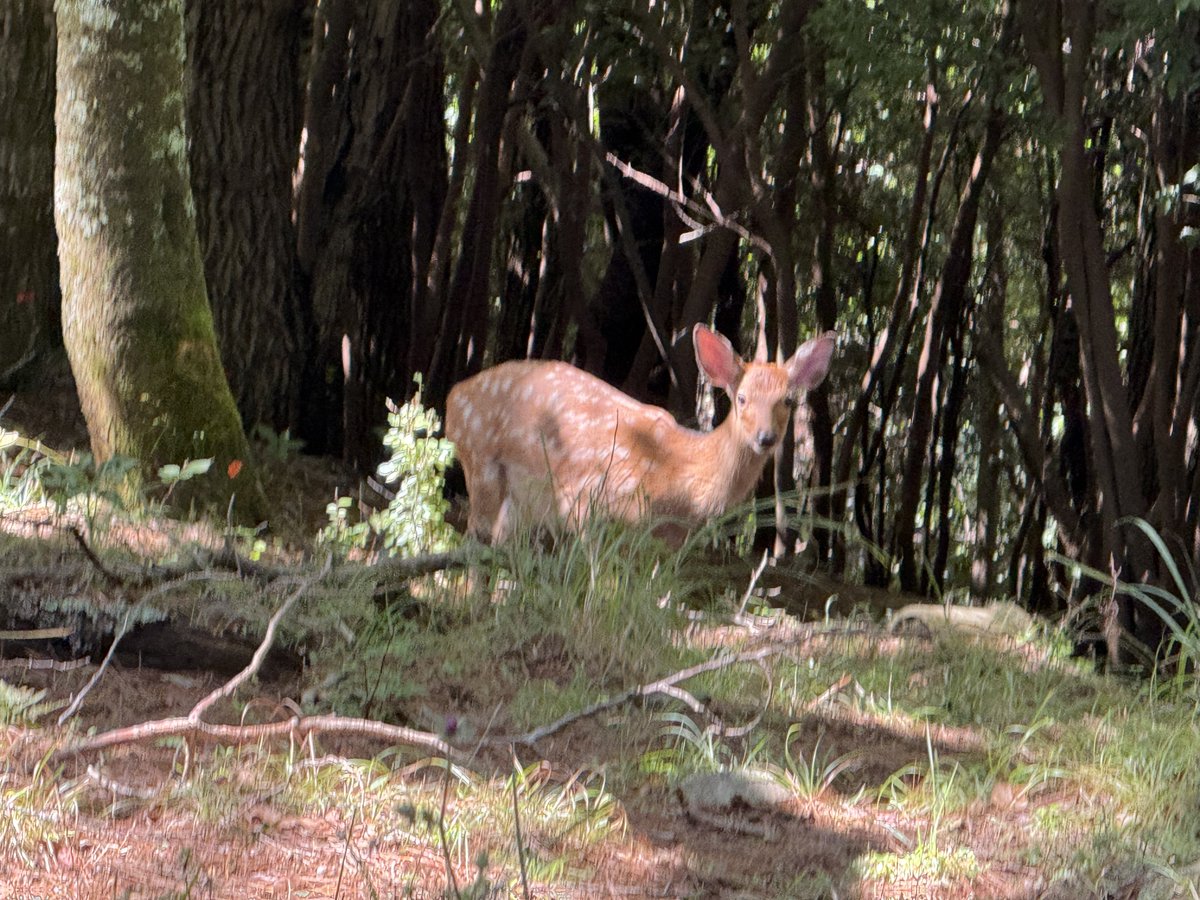 神ノ離忍(かぬりに) tweet media