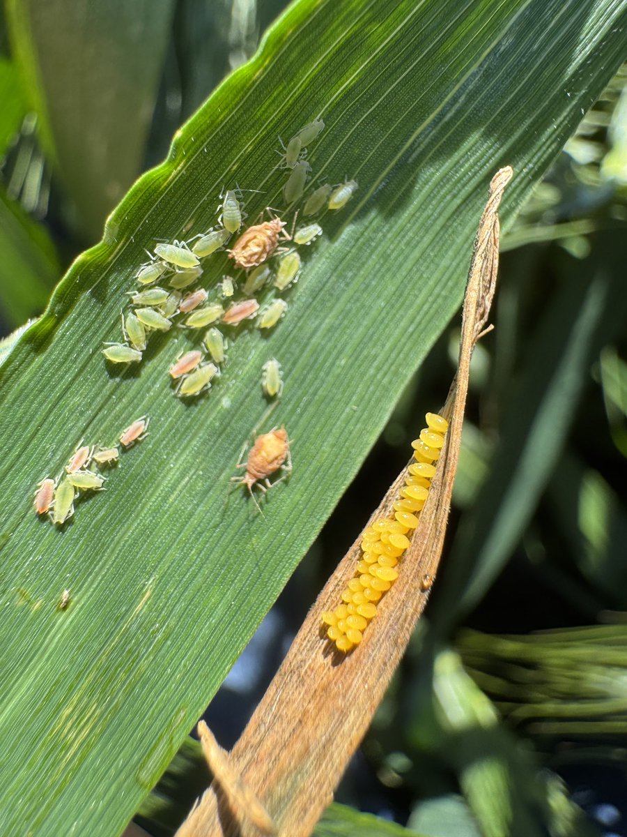 Ladybugs are hopefully hot on the heals of growing aphid numbers #aphids #wintercrop2025 #outlookag