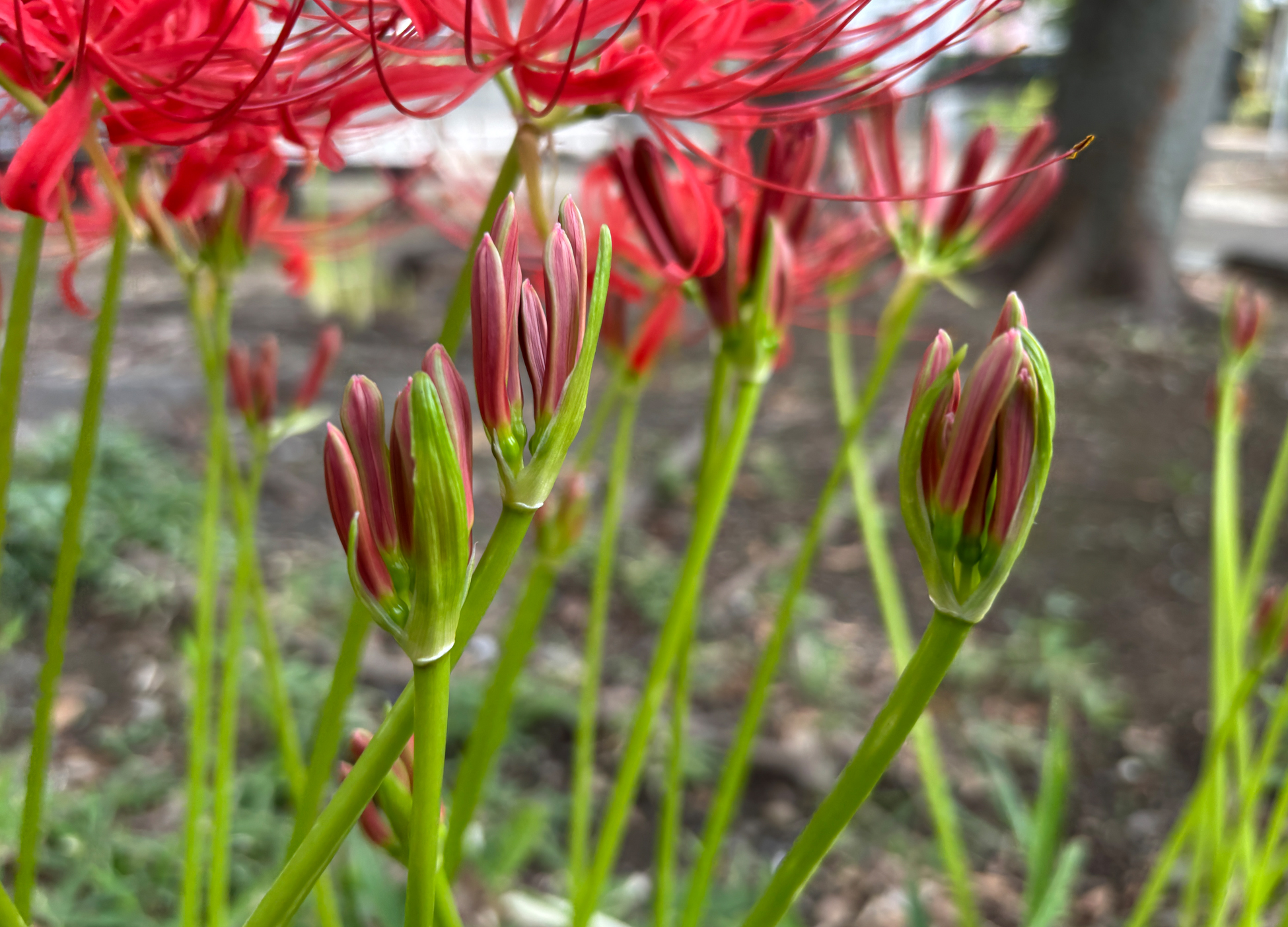 花 20240926 蓮 野茨 鶏頭 Lotus Rose hip Cockscomb #文人調