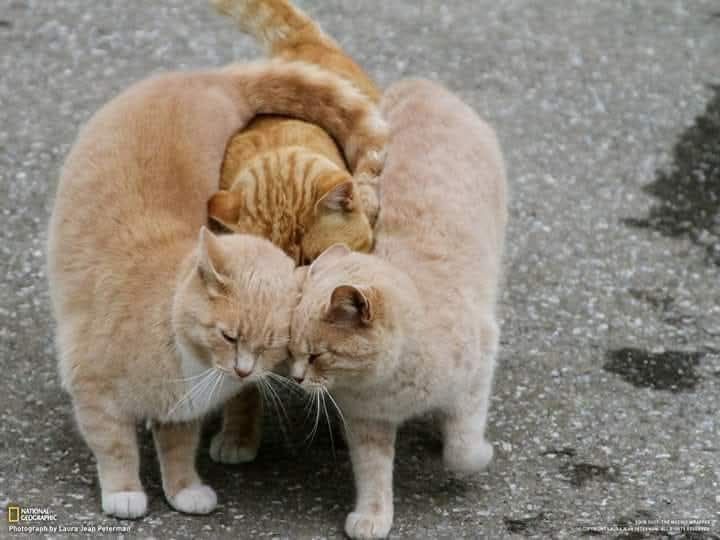 temeldemirer's tweet photo. KATLİAMA DUR DE YAŞAM(LARIN)I SAVUN(ALIM)

Görme engelli seyyar satıcı #MesutSever’in baston sesi duyulduğu anda, kedisi “Gölge” hemen tezgâhının yanına geliyor. Gün boyu onun için serilen minderde sessizce yatarak adeta koruyucusu ve yoldaşı oluyor.

#SokakKöpekleriniToplama https://t.co/L8Hld6hQPF