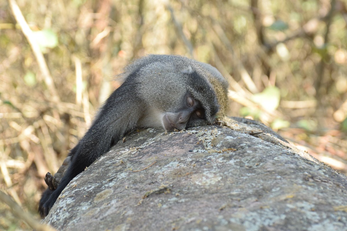 PrimatePredator's tweet image. We hope that your week hasn&apos;t been as busy as his!!  The Primate and Predator Project wishes you a restful week-end😊