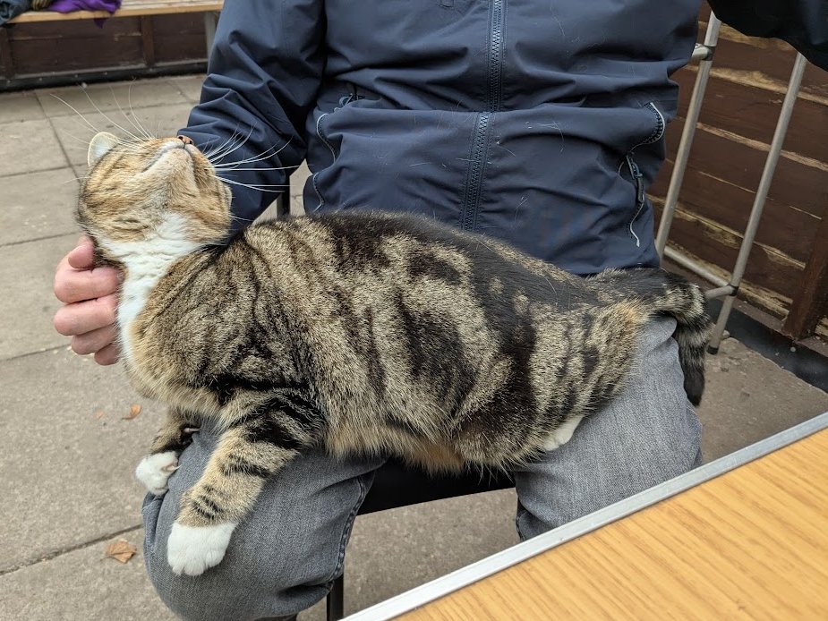 Robert Allotment cat,now helped by Janet & Amanda tweet media