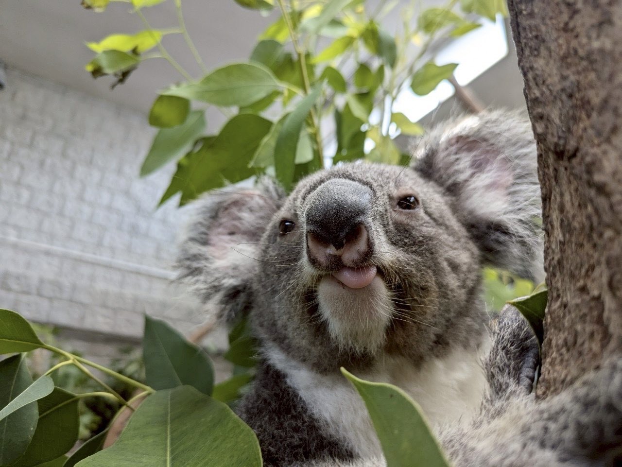 のぞみ - Search / X