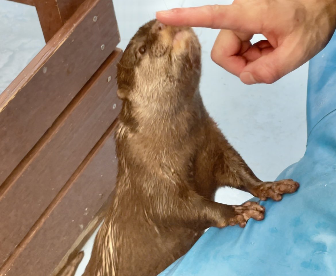 カワウソ出品 カワウソグッズ工房 (@kawauso_factory) / Posts / X